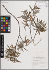 Foto von Salix eleagnos Scop.